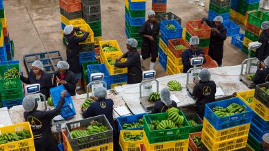 twiga-foods-lays-off-59-employees-in-fresh-restructuring-move