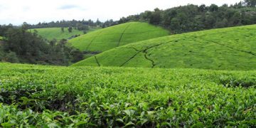 kapchorua-tea-kenya-profits-up-27%-to-ksh-399-million