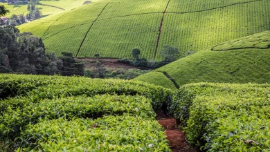 tea-farmers-protest-low-factory-prices-ahead-of-bonus