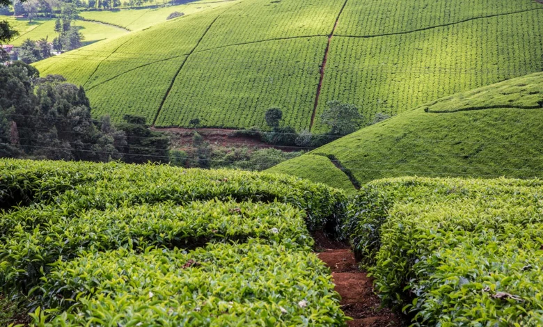 tea-farmers-protest-low-factory-prices-ahead-of-bonus